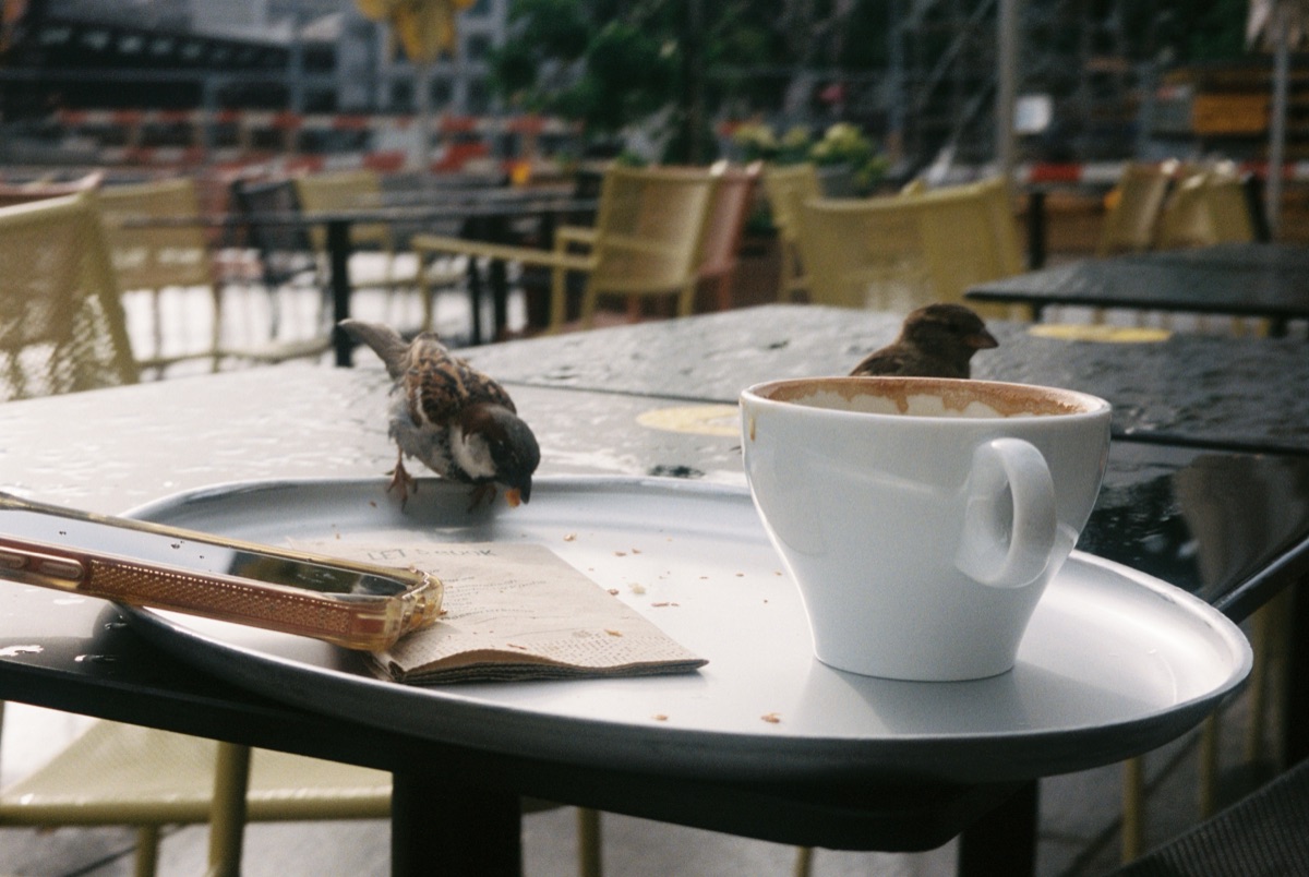 Sparrows on a café table beside a coffee cup