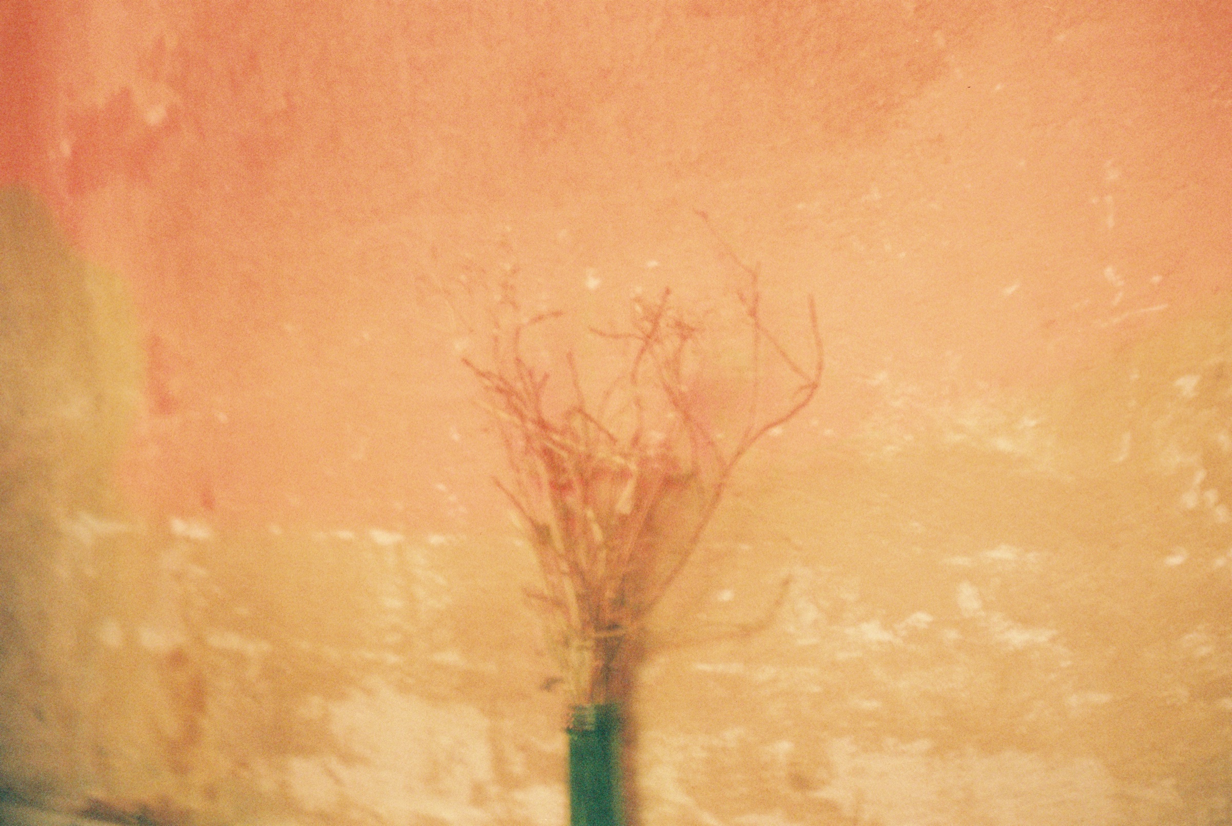 A dried branch in a vase against an orange wall